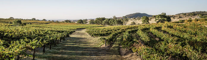 Eden Valley vineyard