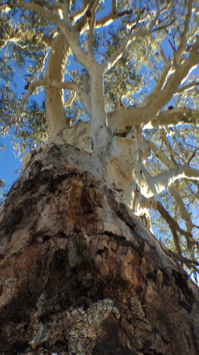 A centuries old red gum