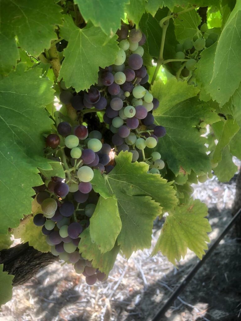 Grapes changing colour