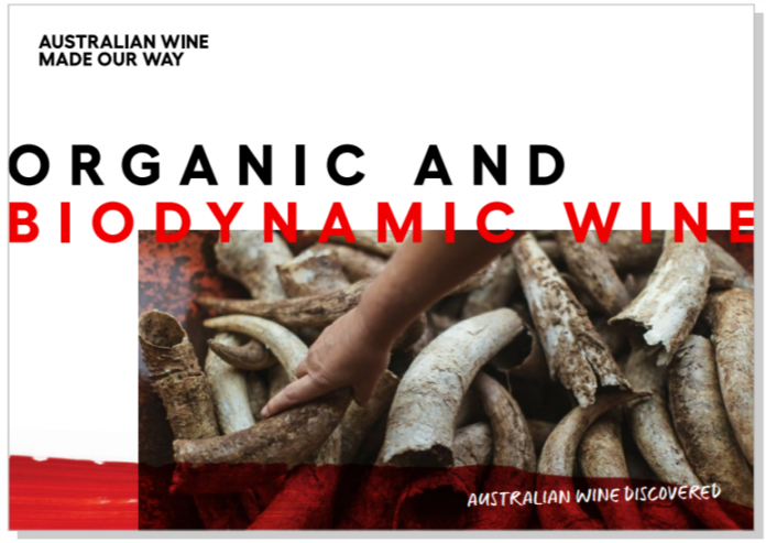 The cow horns that are a feature of biodynamic agriculture