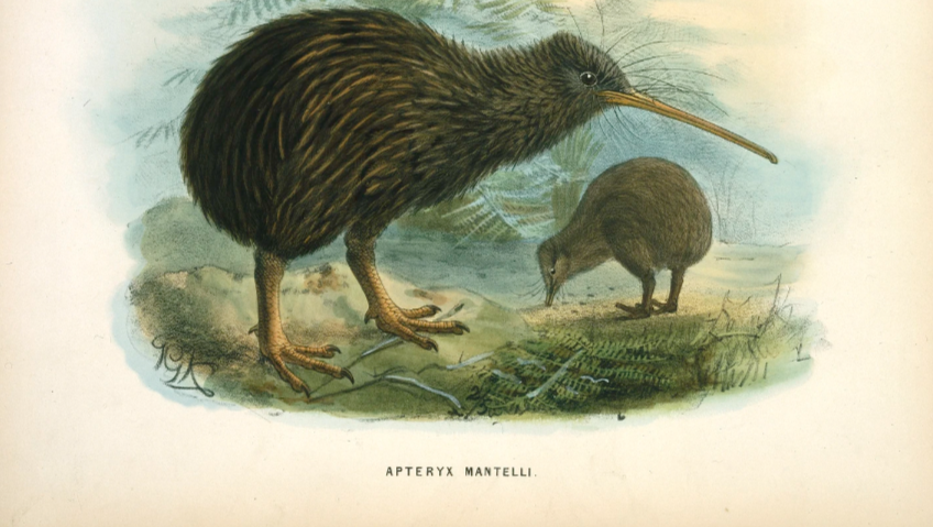 Kiwis