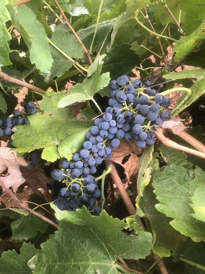 Some Shiraz from the family vineyard, currently around 11 Baumé.
