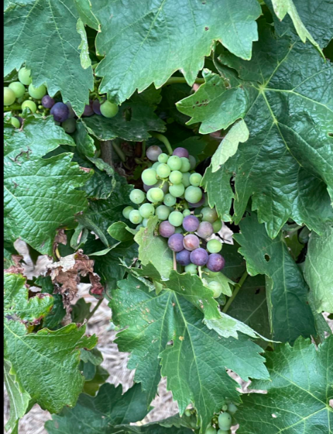 Colour in the vineyards