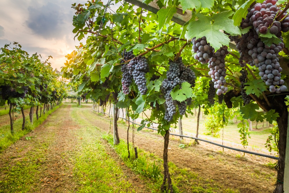 Grapes on vine